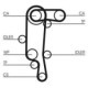 Curea de distributie CONTITECH pentru AUDI A2, SEAT ALTEA, CORDOBA, IBIZA II-IV, LEON 1.4/1.6, 130 dinti, latime 20.0 mm, lungime 25.5 cm